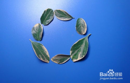 植物藝術(shù)畫拼裝深海中的小章魚